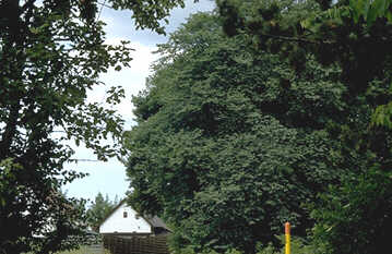 IMG0027.jpg (20384 bytes)