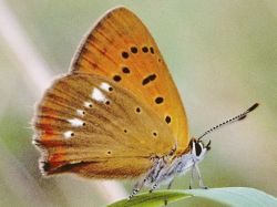 Foto: Tom Nygaard Kristensen