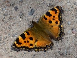 Foto: Martin Bjerg